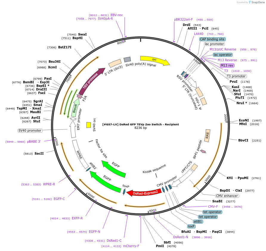 233507-plasmid-map-sequence-id-468603