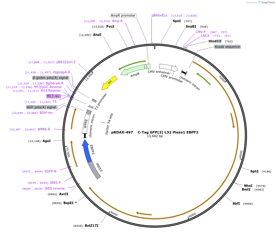 130060-plasmid-map-sequence-id-468604
