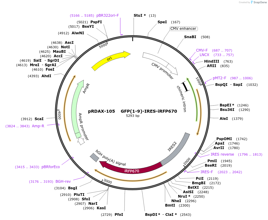 130124-plasmid-map-sequence-id-468607