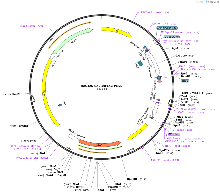 181728-plasmid-map-sequence-id-468608