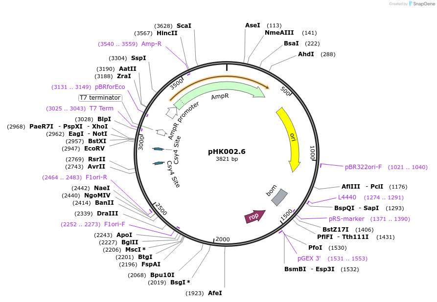 235465-plasmid-map-sequence-id-468609
