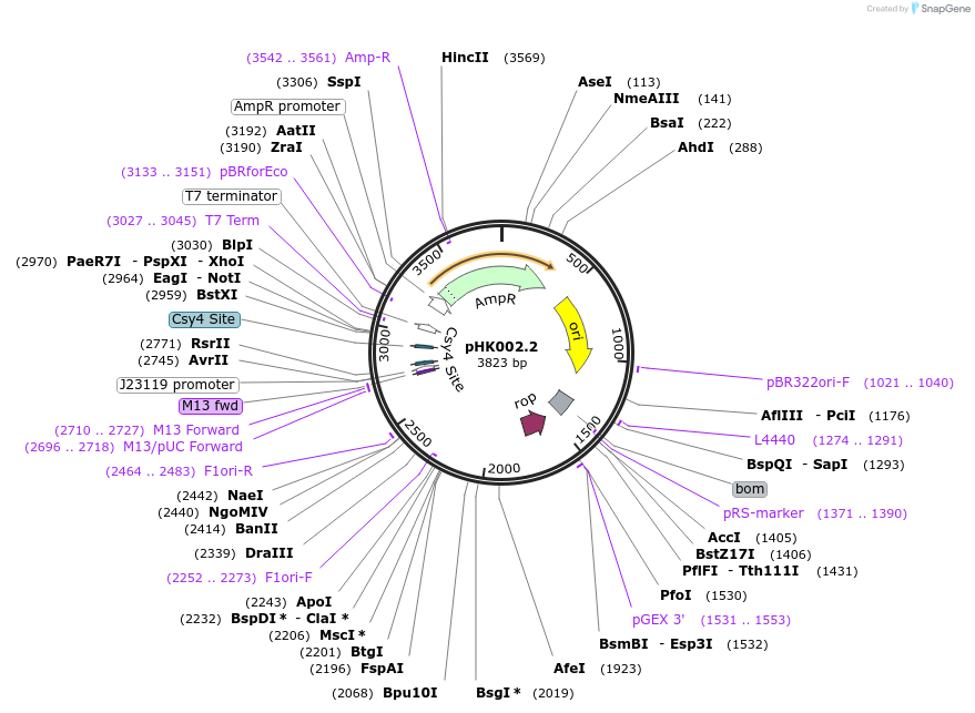 235461-plasmid-map-sequence-id-468611