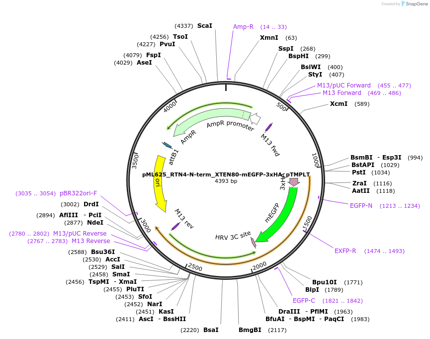 227895-plasmid-map-sequence-id-468625