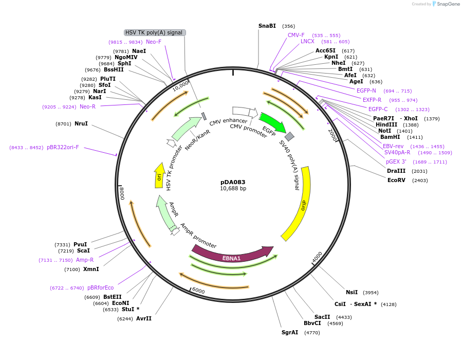131389-plasmid-map-sequence-id-468635