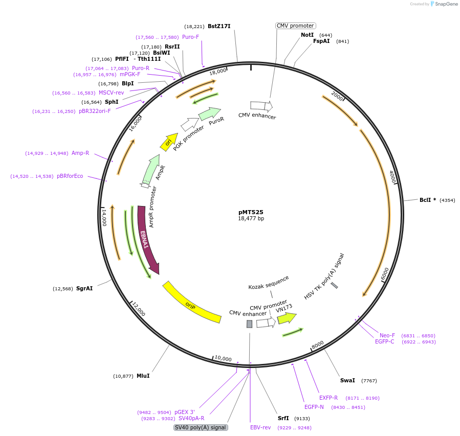 131392-plasmid-map-sequence-id-468637