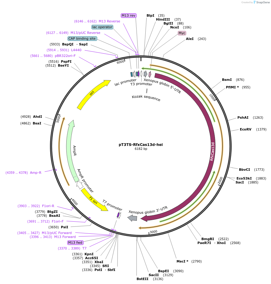234485-plasmid-map-sequence-id-468668