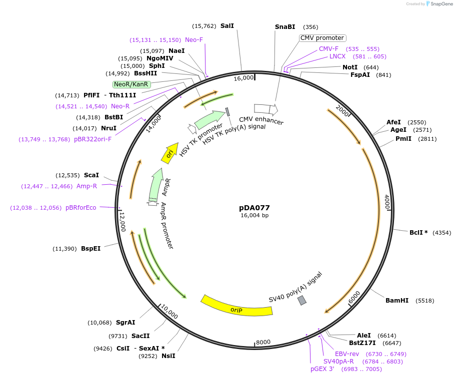 131388-plasmid-map-sequence-id-468701