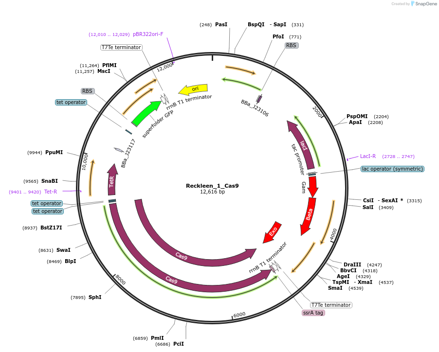 233456-plasmid-map-sequence-id-468702
