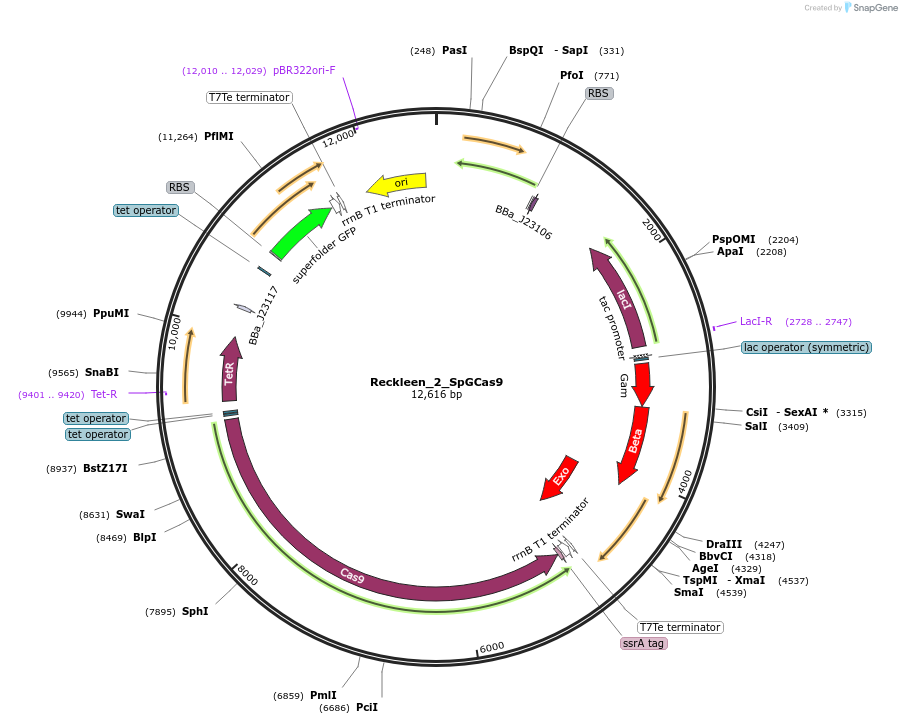 233457-plasmid-map-sequence-id-468703