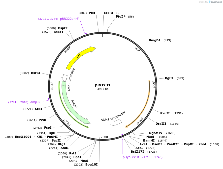 233838-plasmid-map-sequence-id-468704
