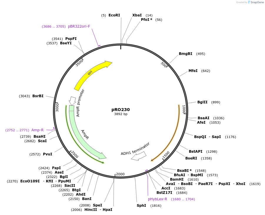 233837-plasmid-map-sequence-id-468705