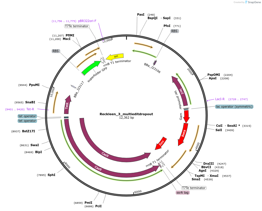 233458-plasmid-map-sequence-id-468708