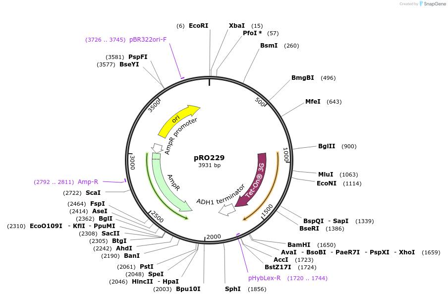 233836-plasmid-map-sequence-id-468709