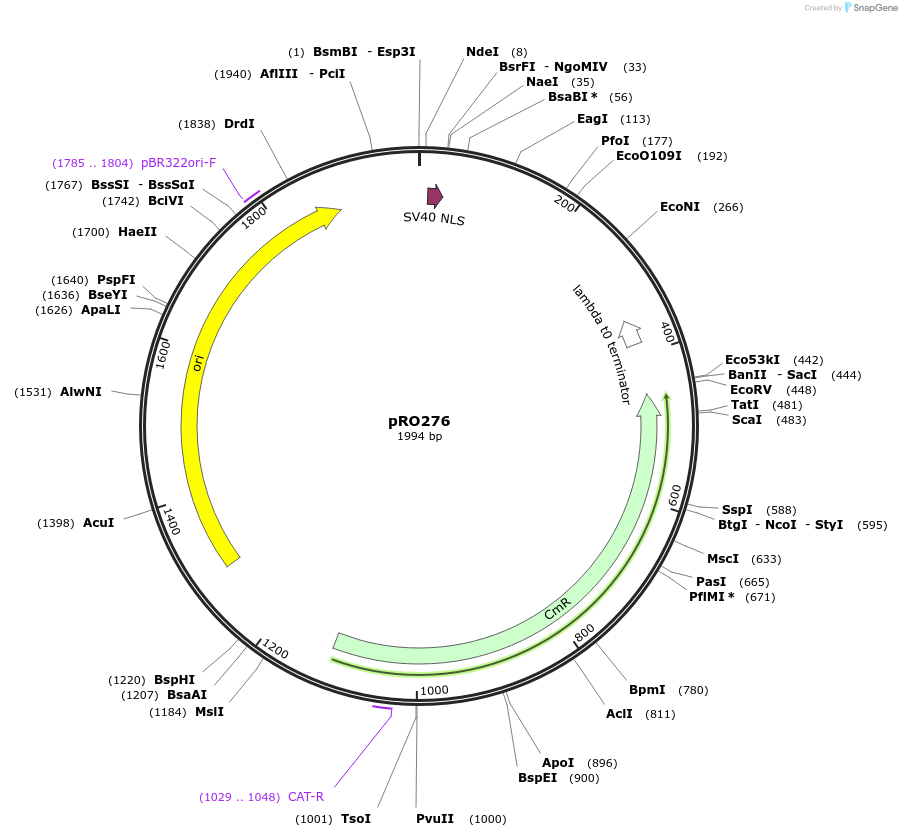 233826-plasmid-map-sequence-id-468710