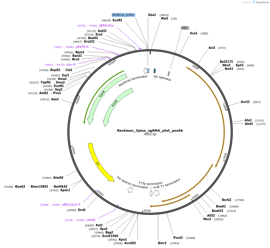 233464-plasmid-map-sequence-id-468712