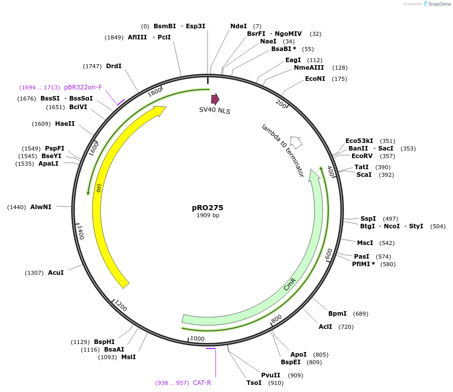 233825-plasmid-map-sequence-id-468713