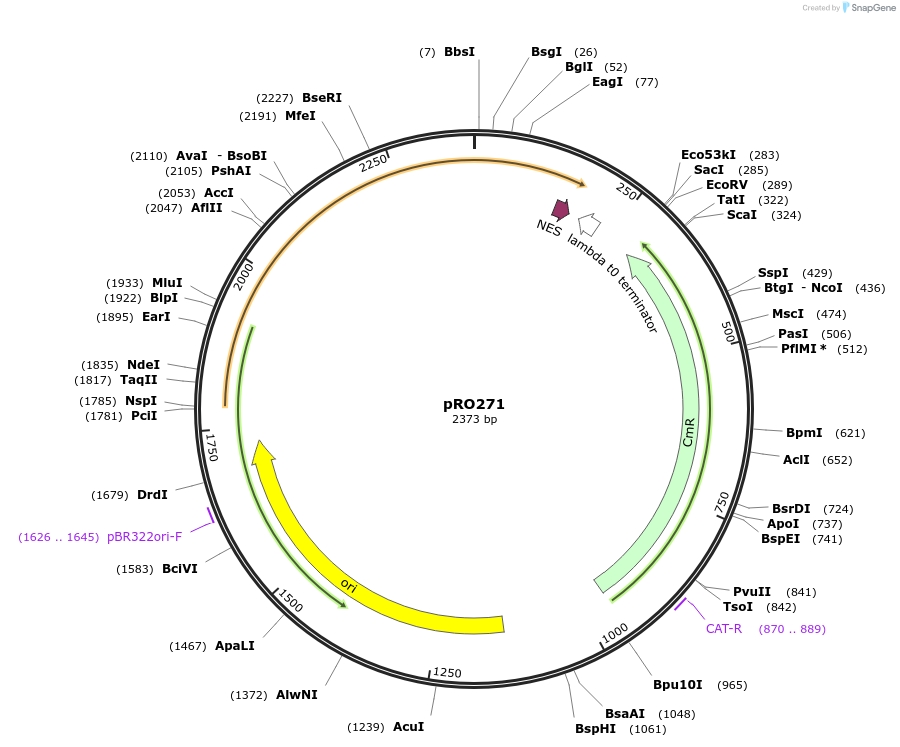 233813-plasmid-map-sequence-id-468714