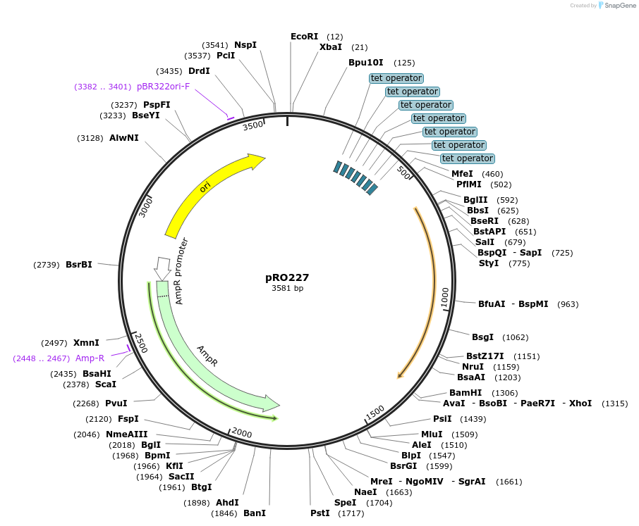 233835-plasmid-map-sequence-id-468715