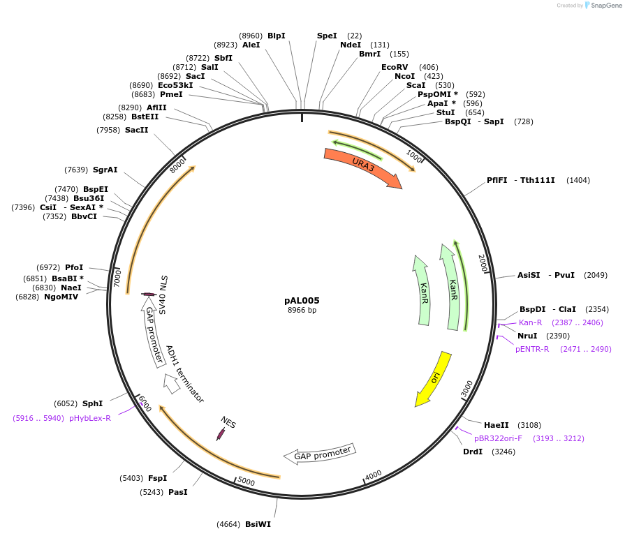 233865-plasmid-map-sequence-id-468718