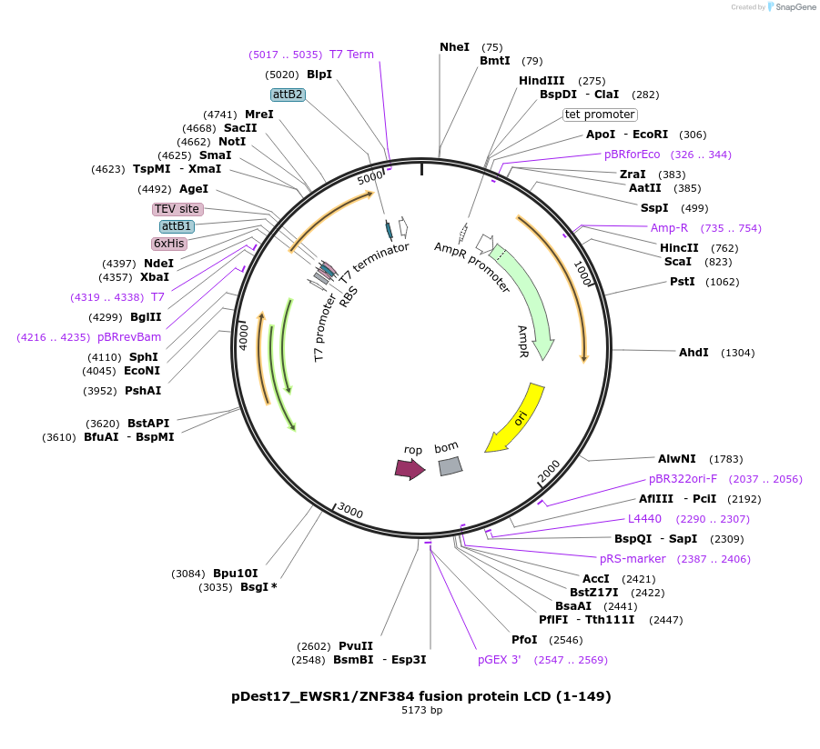 235000-plasmid-map-sequence-id-468720