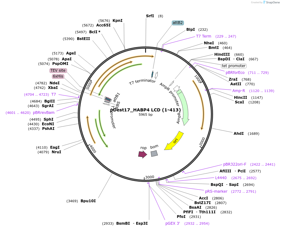 235004-plasmid-map-sequence-id-468721