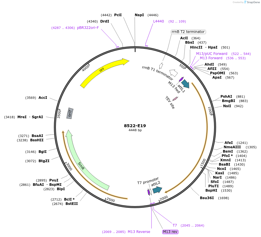 234299-plasmid-map-sequence-id-468726