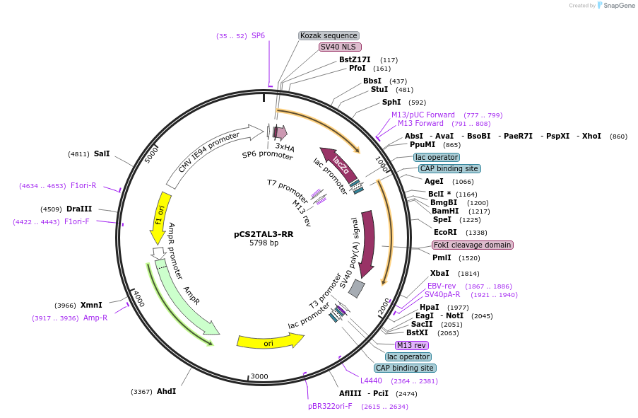 37276-plasmid-map-sequence-id-46873