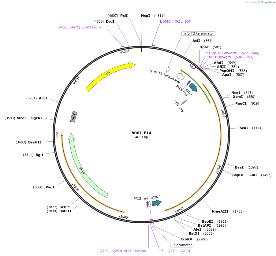 234251-plasmid-map-sequence-id-468733