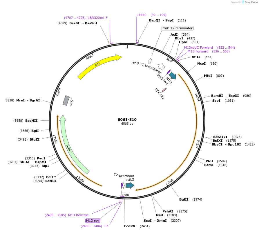 234247-plasmid-map-sequence-id-468738
