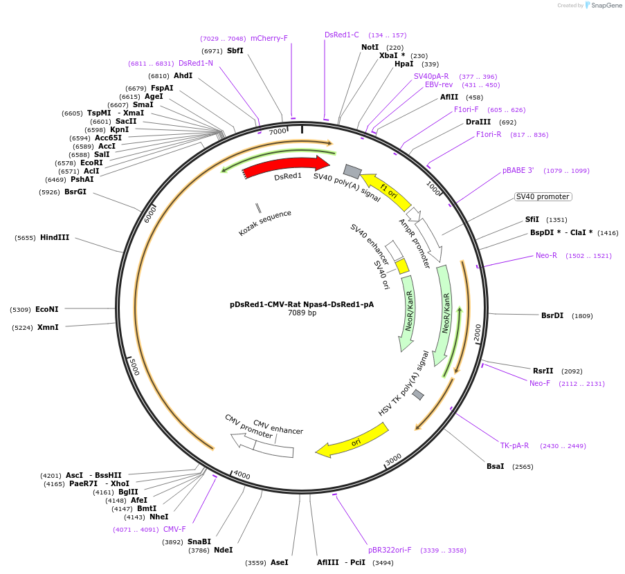 233272-plasmid-map-sequence-id-468739