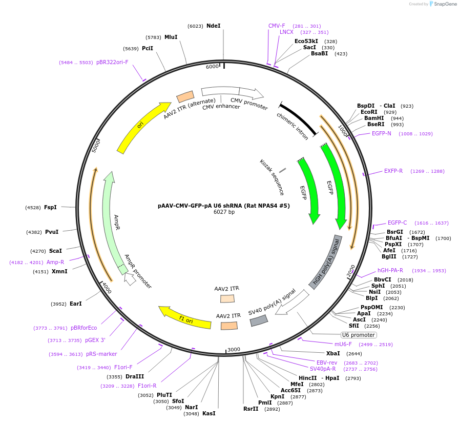 233271-plasmid-map-sequence-id-468747
