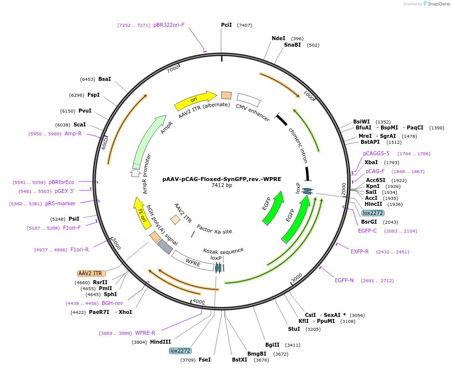 234892-plasmid-map-sequence-id-468749