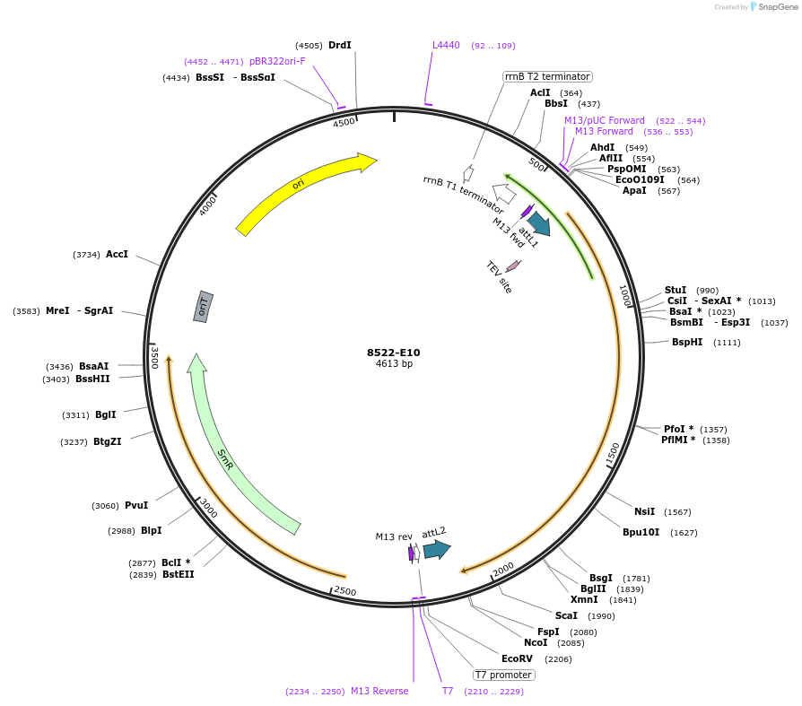 234295-plasmid-map-sequence-id-468850