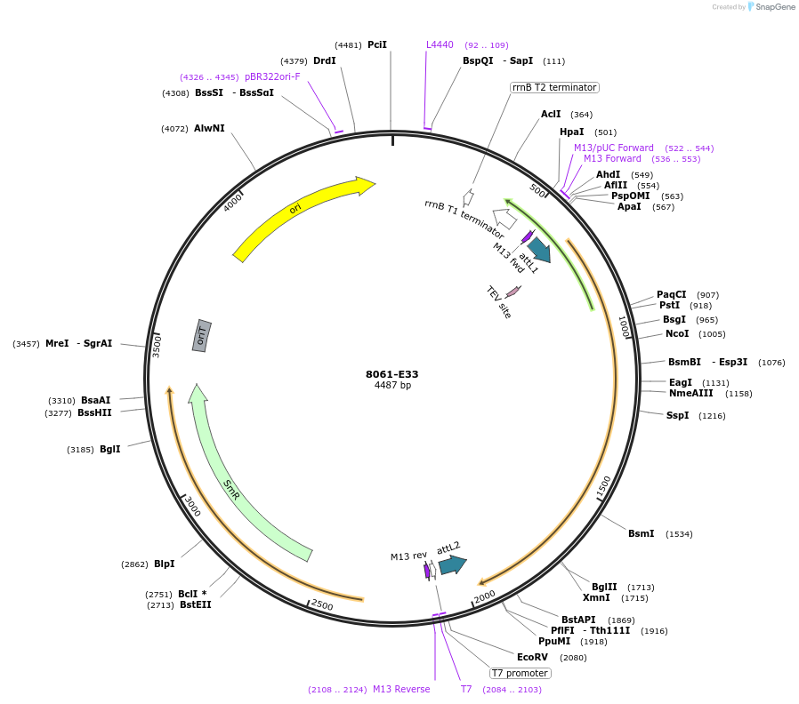 234270-plasmid-map-sequence-id-468854