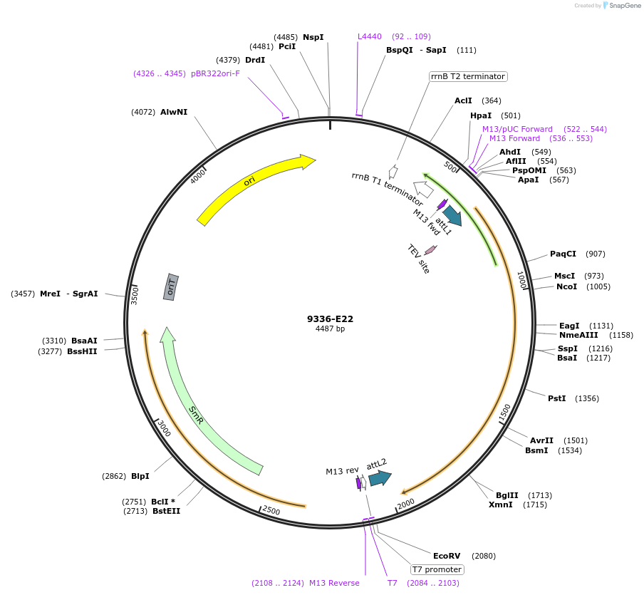 234305-plasmid-map-sequence-id-468856