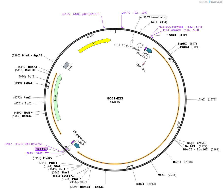 234260-plasmid-map-sequence-id-468859