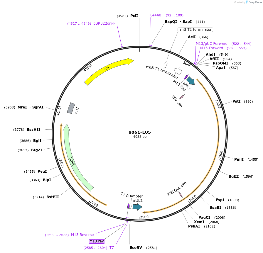 234242-plasmid-map-sequence-id-468862