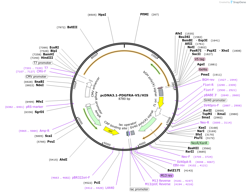 234754-plasmid-map-sequence-id-468863