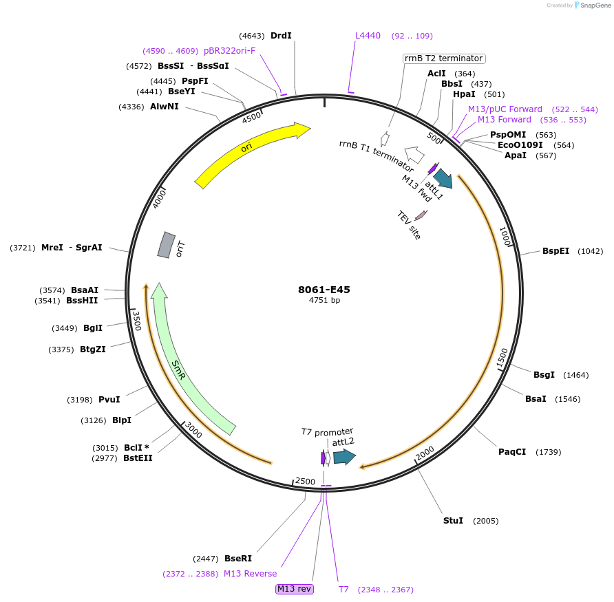 234282-plasmid-map-sequence-id-468864