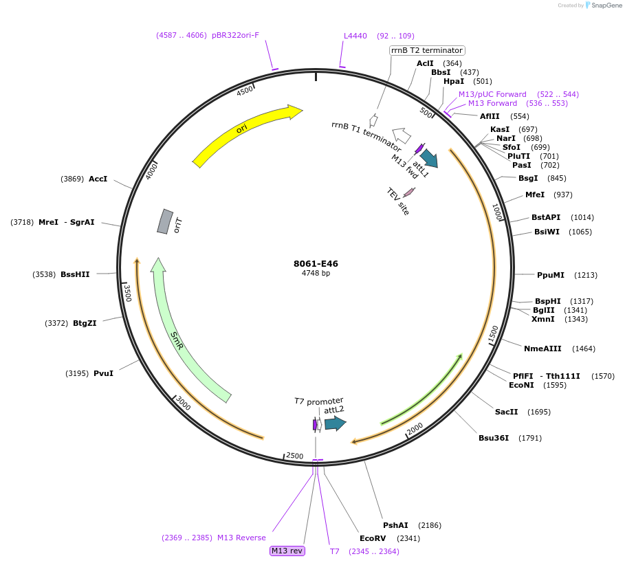 234283-plasmid-map-sequence-id-468870