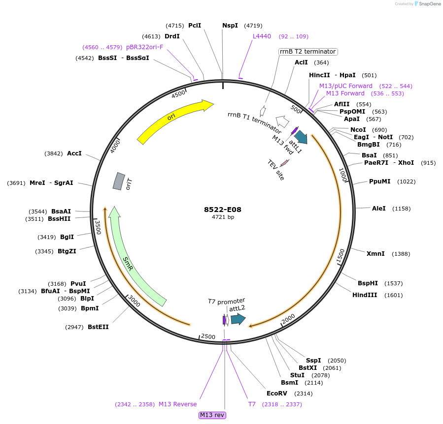 234293-plasmid-map-sequence-id-468874