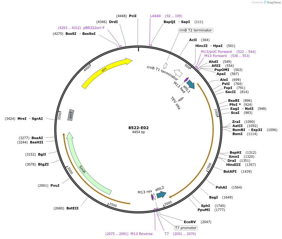 234288-plasmid-map-sequence-id-468875