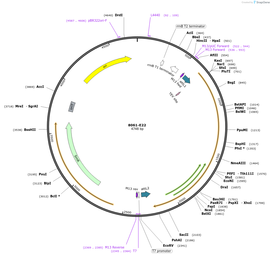234259-plasmid-map-sequence-id-468876