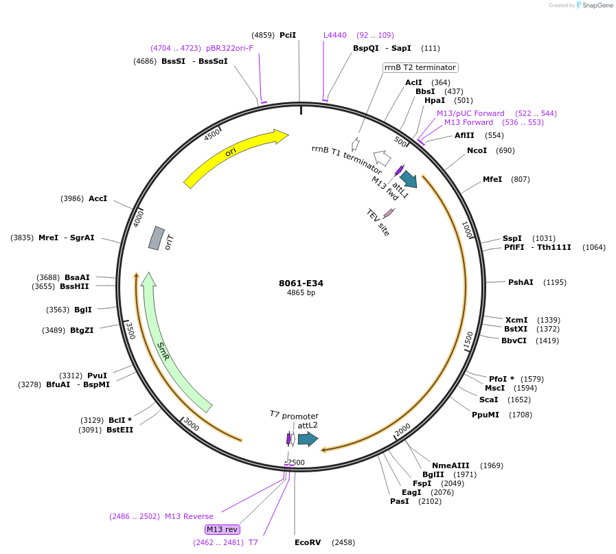234271-plasmid-map-sequence-id-468877