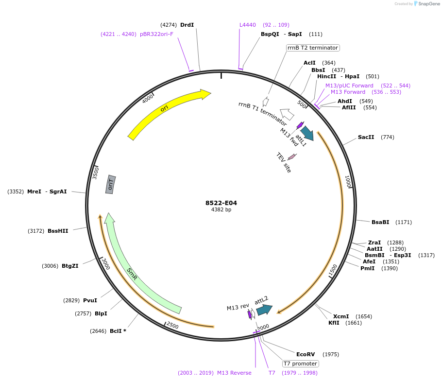 234289-plasmid-map-sequence-id-468878