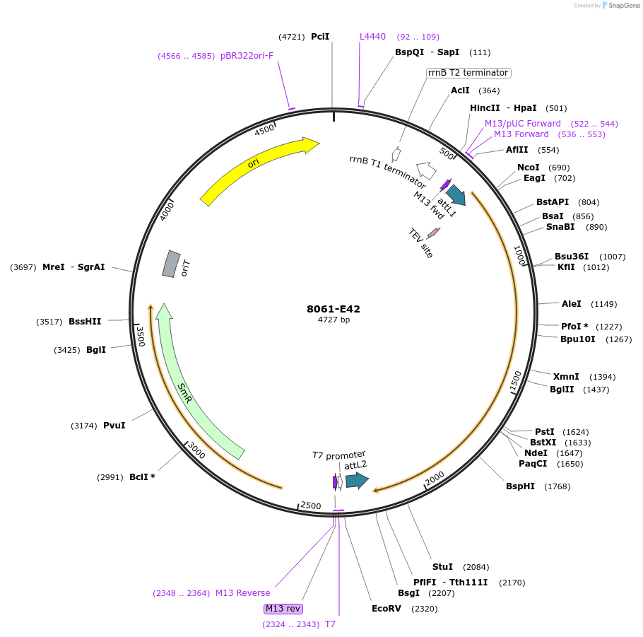 234279-plasmid-map-sequence-id-468879