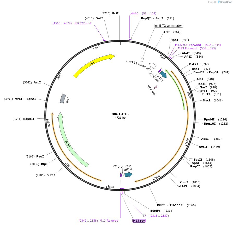 234252-plasmid-map-sequence-id-468885