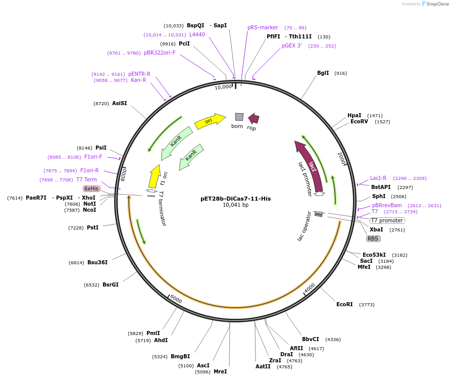 234482-plasmid-map-sequence-id-468893