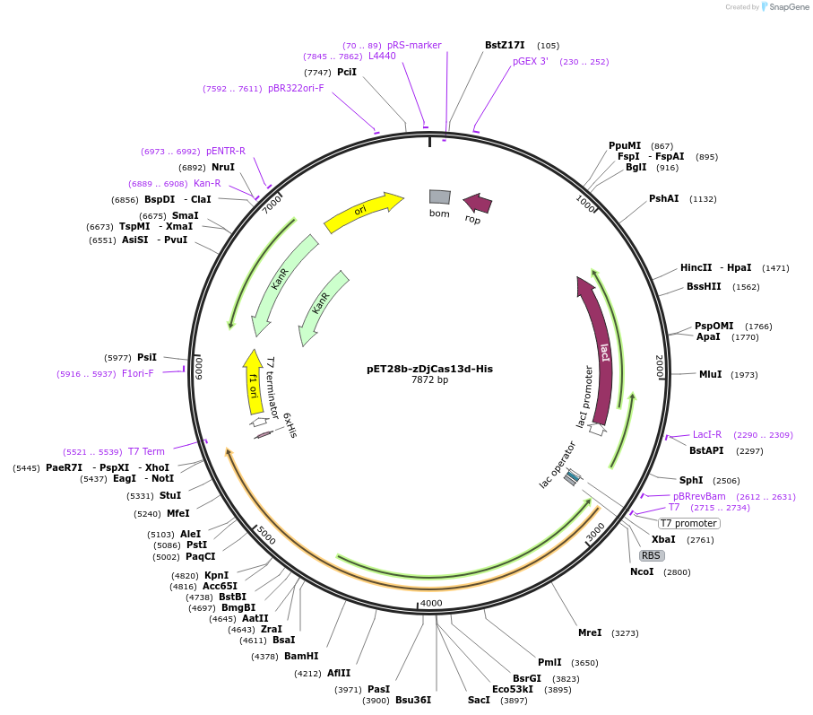 234481-plasmid-map-sequence-id-468896