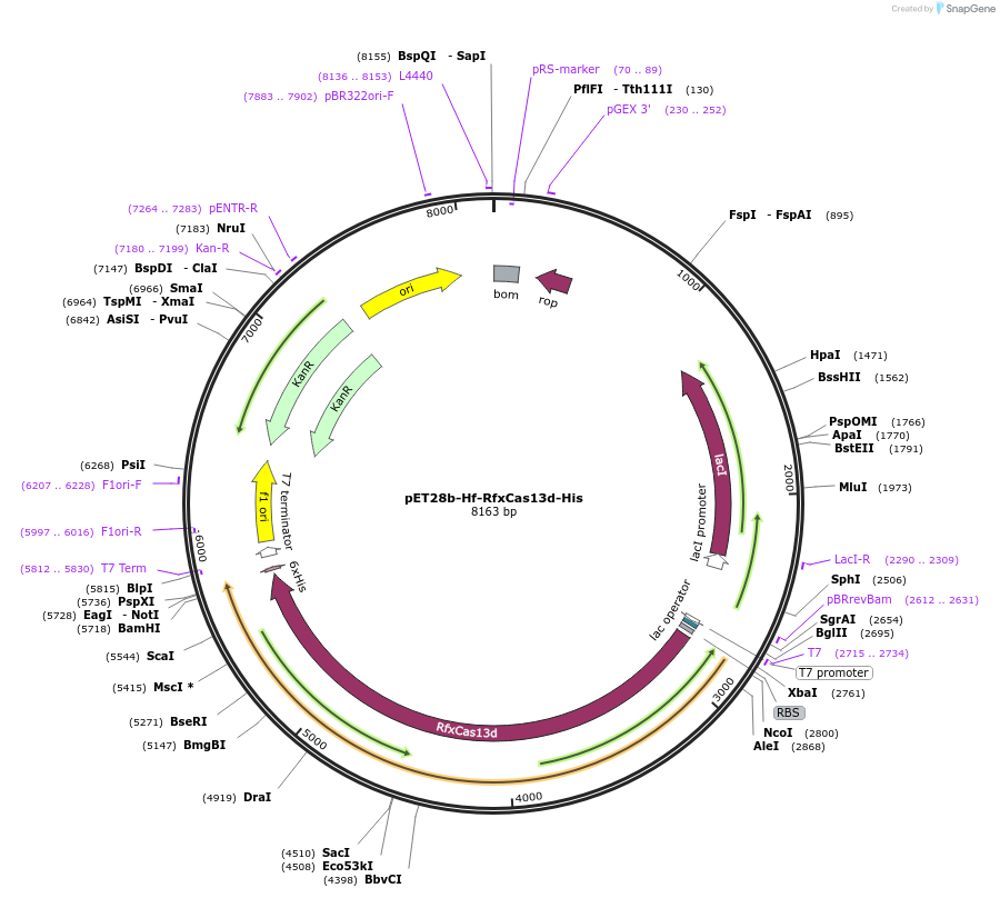 234480-plasmid-map-sequence-id-468898